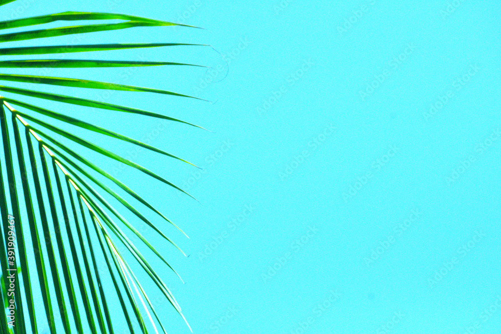 Fototapeta premium palm tree background with blue color