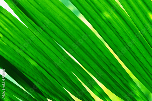green leaf texture background