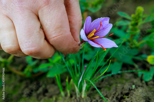Woman picks a saffron flower on field.