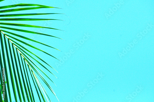 palm tree background with blue color