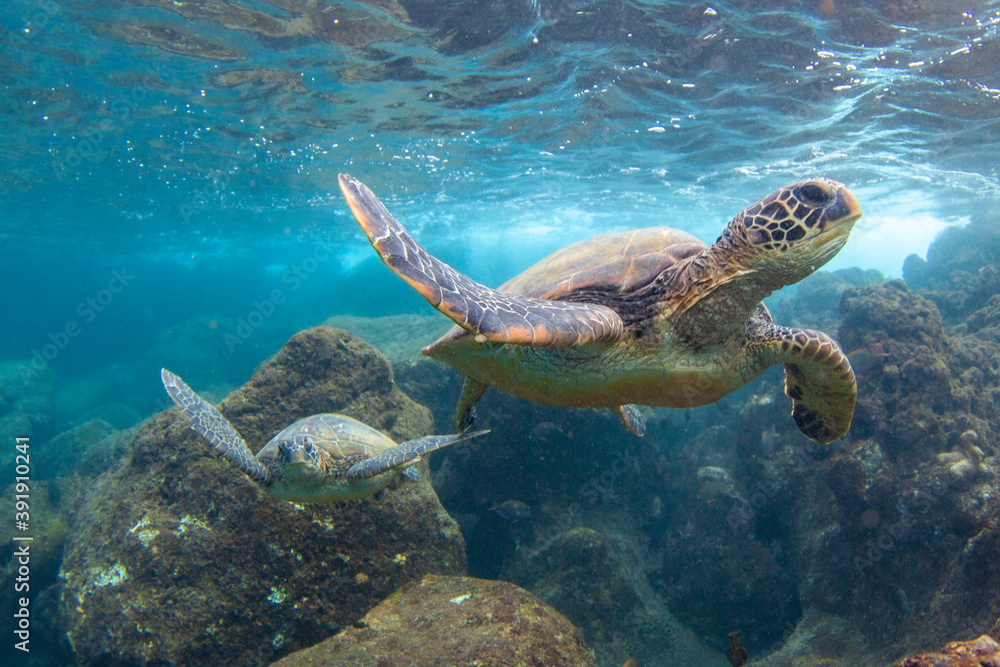 Hawaiian Green sea Turtle cruising in the warm waters of Maui