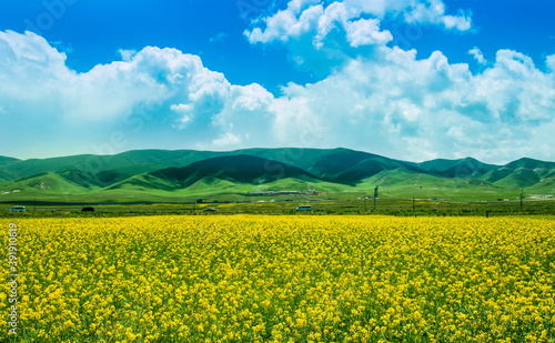 Beautiful rape field photography picture.