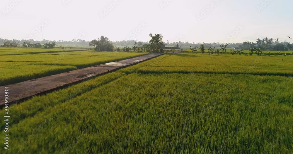 Drone video over the road in the middle of rice fields. Drone video over the road in the middle of rice fields.