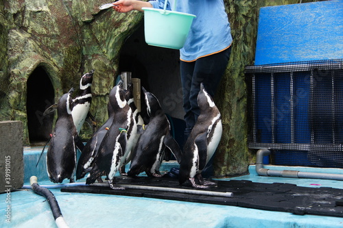 ペンギンの餌やり photo