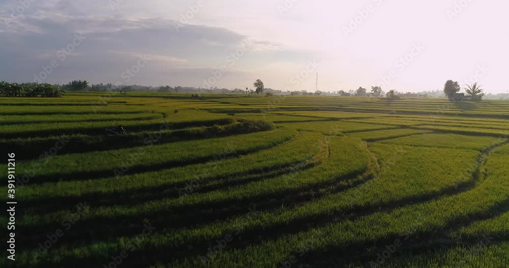 Drone flying low over the rice fields with beautiful morning sunlight. Drone flying low over the rice fields with beautiful morning sunlight.