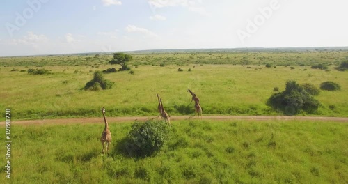 Drone following shot of a group herd of giraffe running away in green grass field in wildlife safari holiday adventure park in bush rural savannah desert nature of Kenya 4k