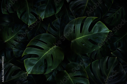 Tropical green monstera leaves background