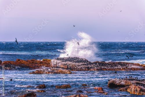 Cape of Good Hope Beach Scenery, South Africa