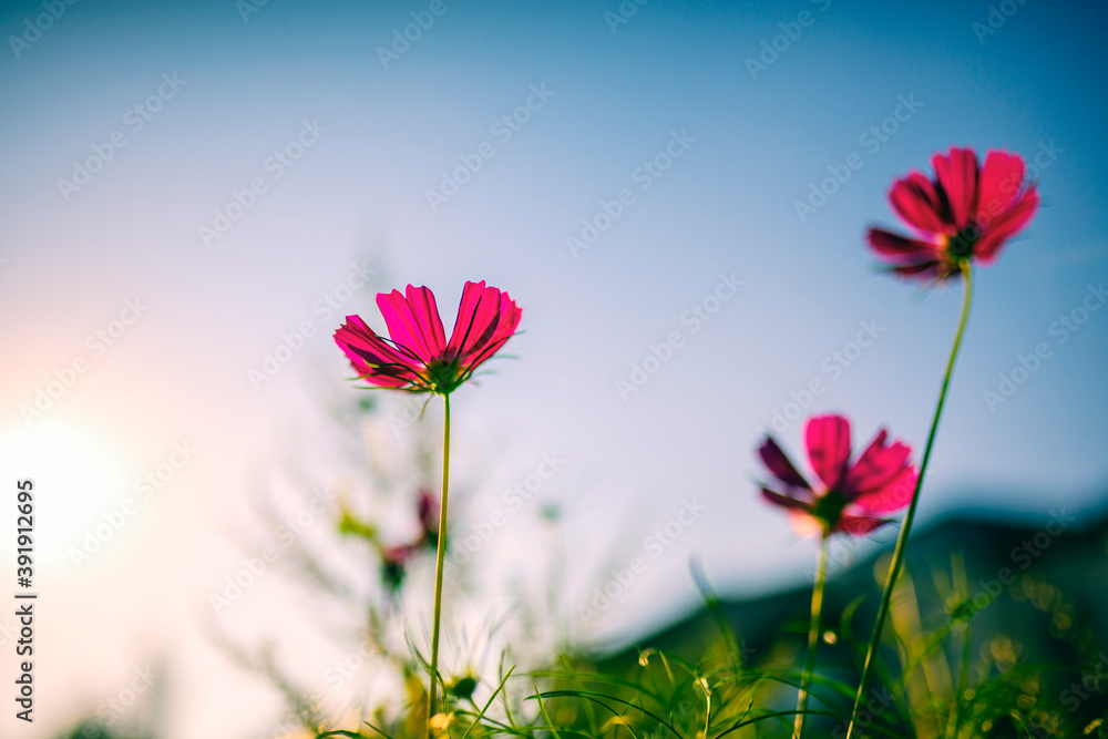 Close up of Gesang flowers blooming on the grassland