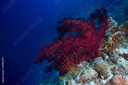 Colorful and healthy corals on the reef