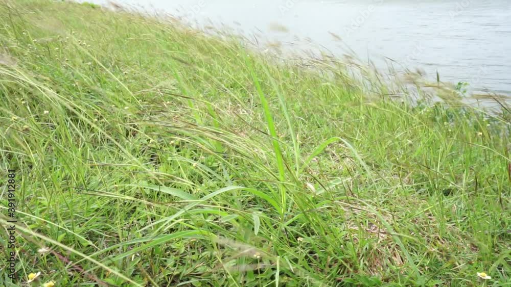 wind blows the grass along the dam wind blows the grass along the dam