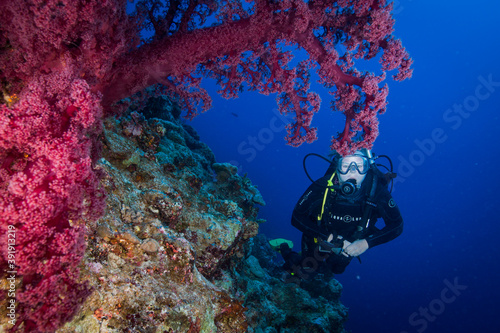 A diver swims with healthy, colorful corals on the reef