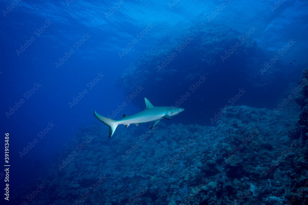 A Grey Reef Shark swims on the reef