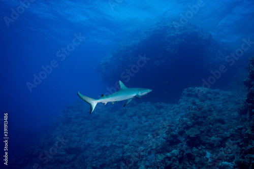 A Grey Reef Shark swims on the reef