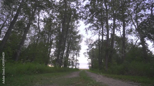 Slow angle of walking through poplar trees in countryside photo