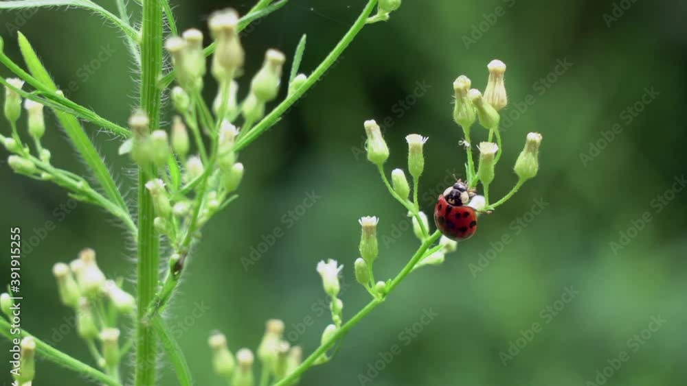 A ladybug eating aphids off of a plant in the outdoors. A ladybug eating aphids off of a plant in the outdoors.