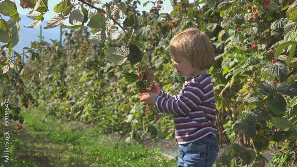Little child pick and eat fresh fruit in raspberry culture, rich harvest, bio nature Little child pick and eat fresh fruit in raspberry culture, rich harvest, bio nature