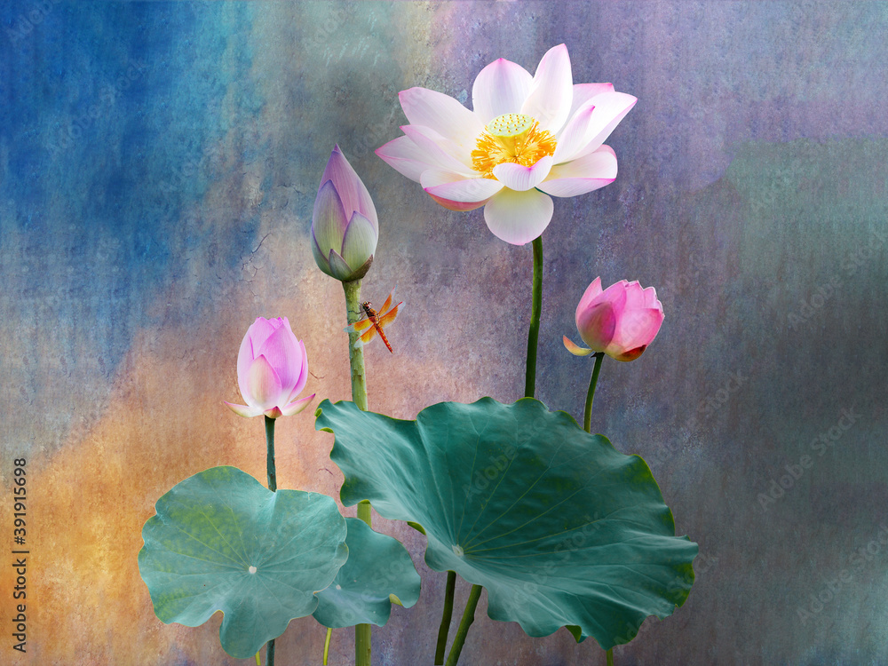 Εκτύπωση καμβά Close-up photo of beautiful lotus