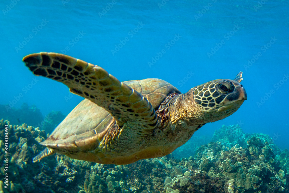 Obraz premium Hawaiian Green sea Turtle cruising in the warm waters of Maui