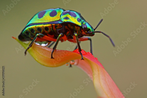 A harlequin bug (Tectocoris diophthalmus) is sunbathing on a flower before starting its daily activities. photo