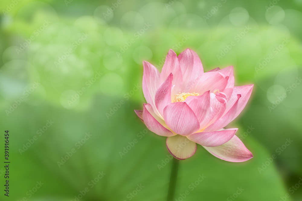 Close-up picture of fresh lotus
