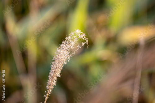 Reed flowers of autumn