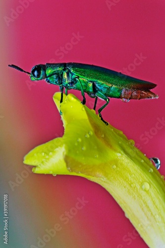 A rainbow-colored beetle (Chrysochroa sp) is resting on a flower..