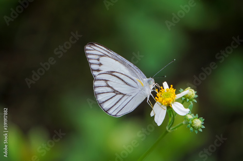 butterfly on a flower © Sitak