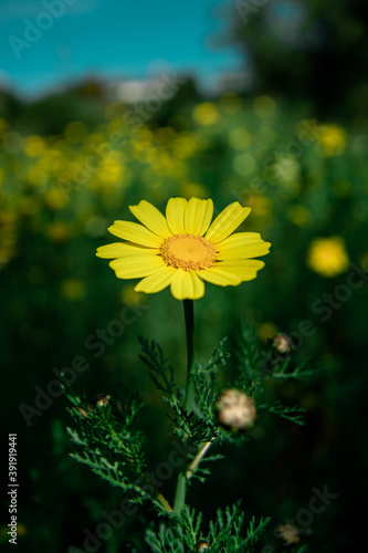 Yellow Daisy