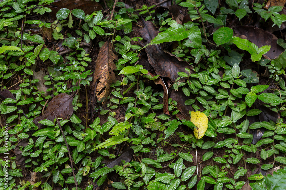 leaves on the wall in the forest. Selective focus