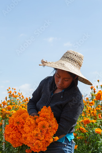 Closeup shot of a farmwife cutting Marigold flowers in a field photo
