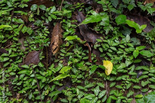 leaves on the wall in the forest. Selective focus