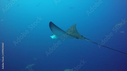 Spotted eagle ray drifting in current. A spotted eagle ray drifting in a strong current in the blue ocean of the Maldives. photo