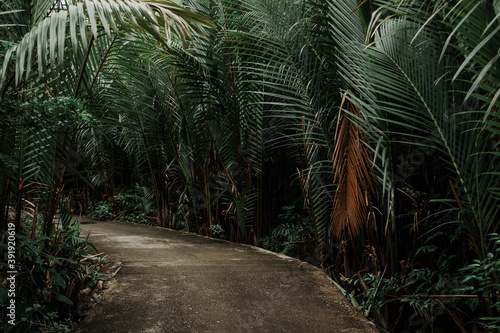 Jungle trail in the Philippines, dark green leaves