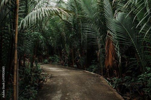 Jungle trail in the Philippines  dark green leaves