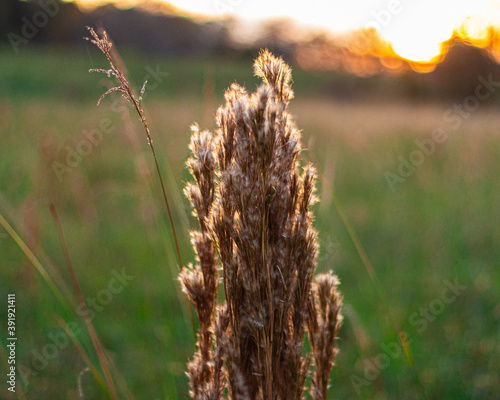 wheat in the sunset