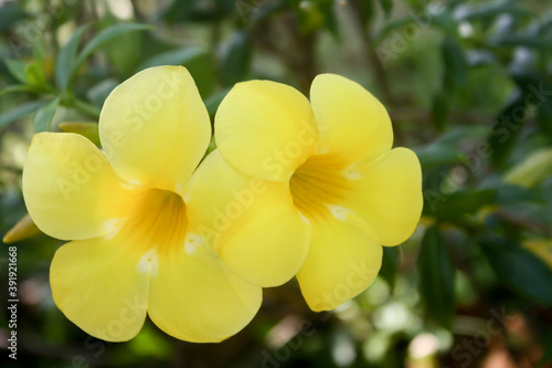 golden trumpet flower. Allamanda cathartica.