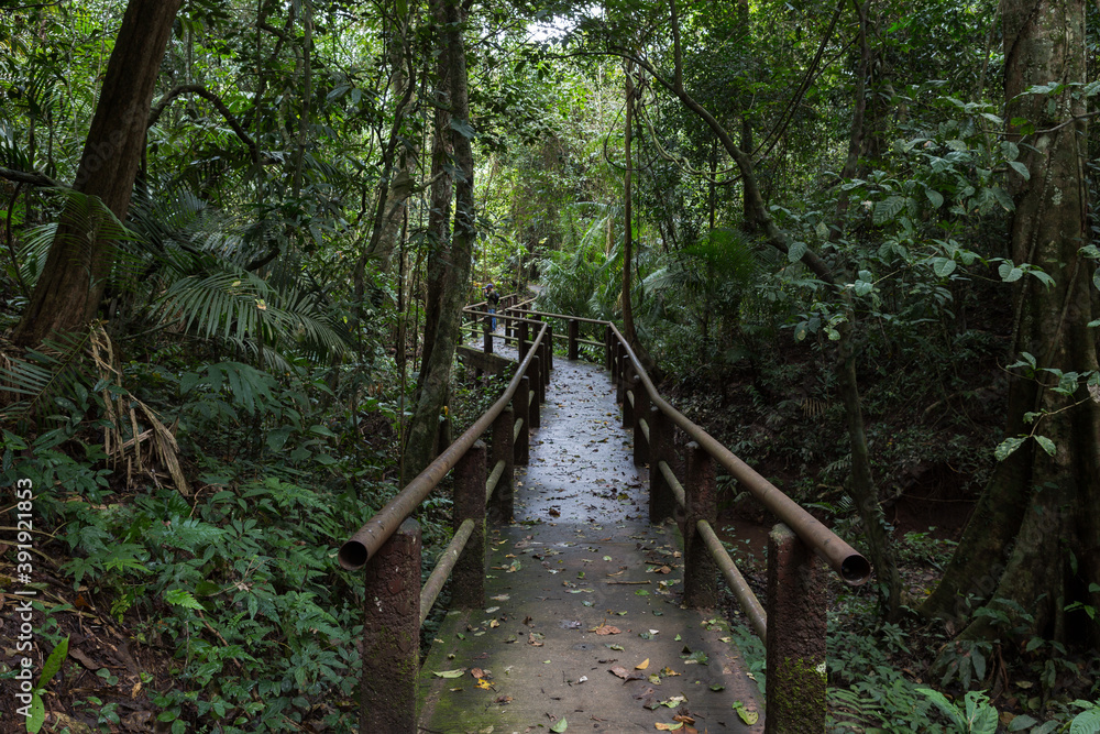 Nature trail in Khao Yai National Park Nature trail in Khao Yai National Park