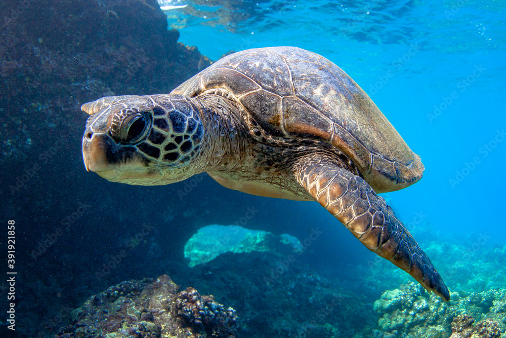Obraz premium Hawaiian Green sea Turtle cruising in the warm waters of Maui