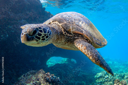 Hawaiian Green sea Turtle cruising in the warm waters of Maui © shanemyersphoto