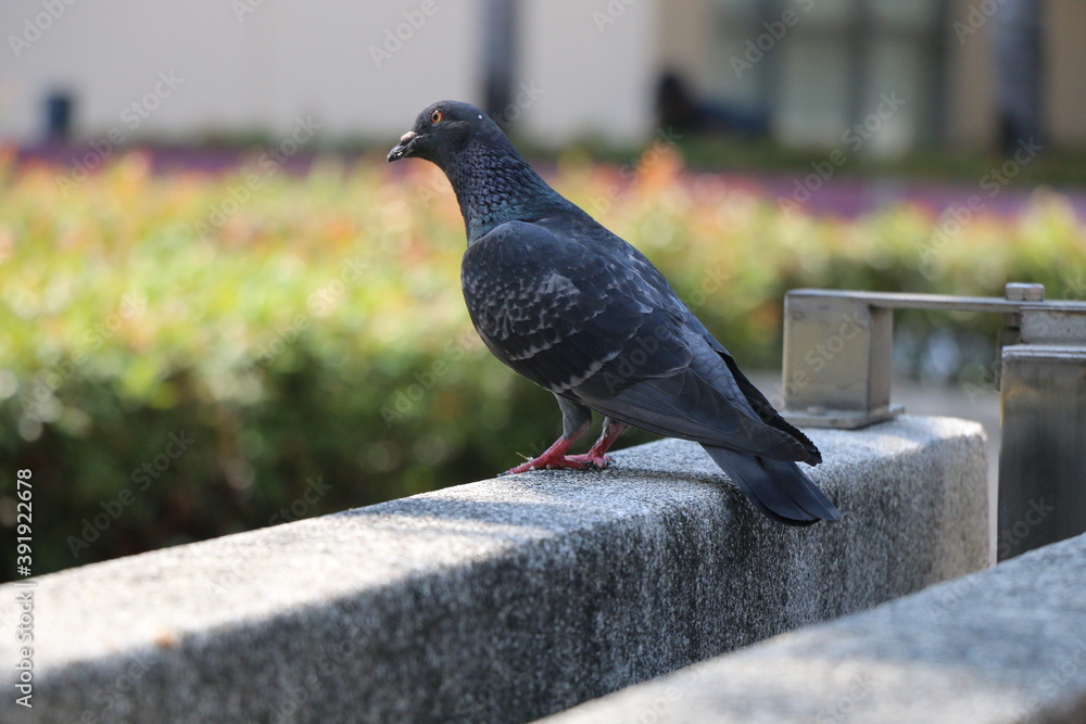 Obraz premium Pigeon