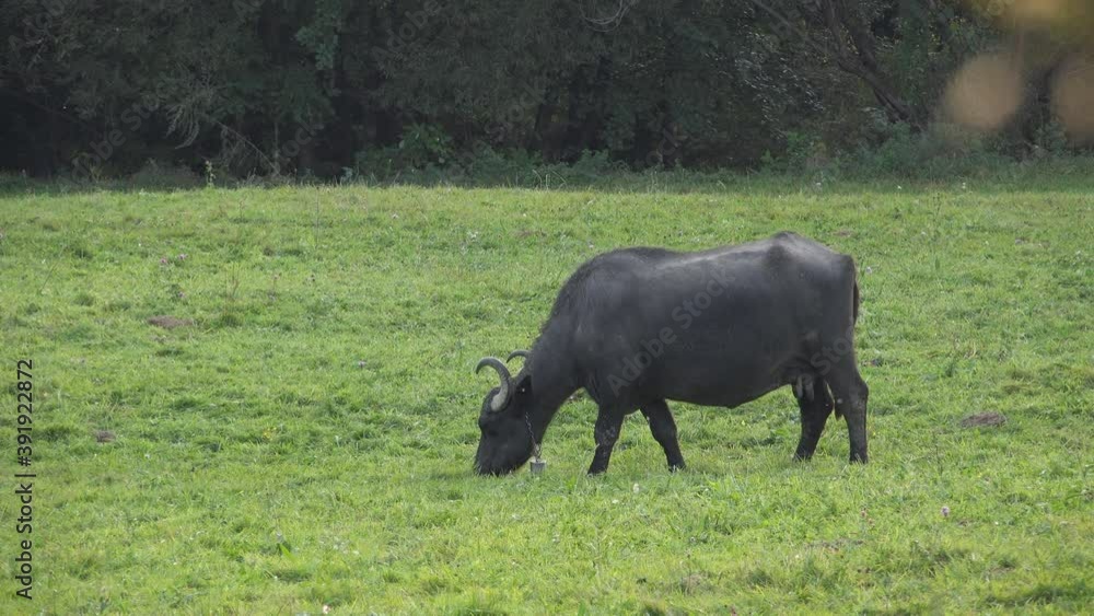 Big single buffalo grazing the green grass on the meadow Big single buffalo grazing the green grass on the meadow