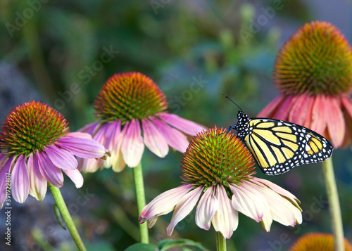 Photography Monarch butterfly on pastel colored coneflower in flower garden.