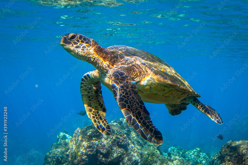 Fototapeta premium Hawaiian Green sea Turtle cruising in the warm waters of Maui