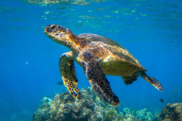 Hawaiian Green sea Turtle cruising in the warm waters of Maui