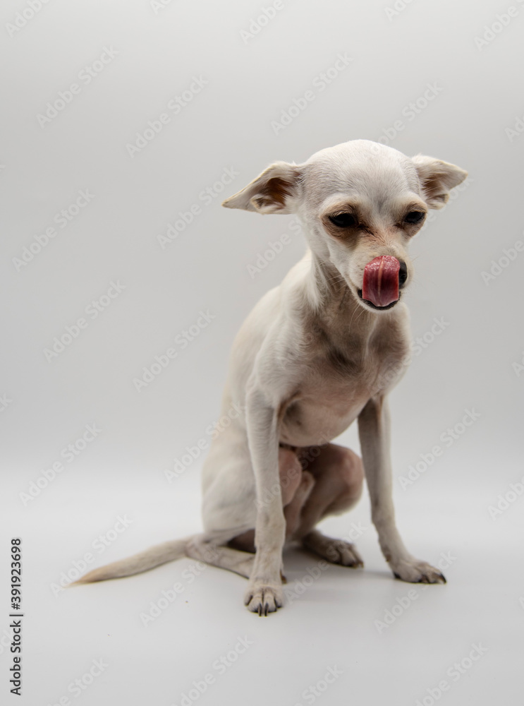 Portrait of a thin white dog on a light gray background.