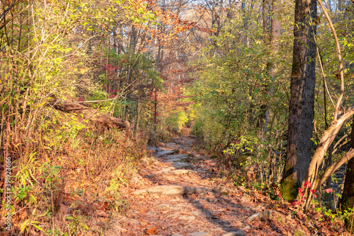 Trail in a bright sunny autumn forest