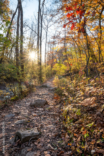 Trail in a bright sunny autumn forest