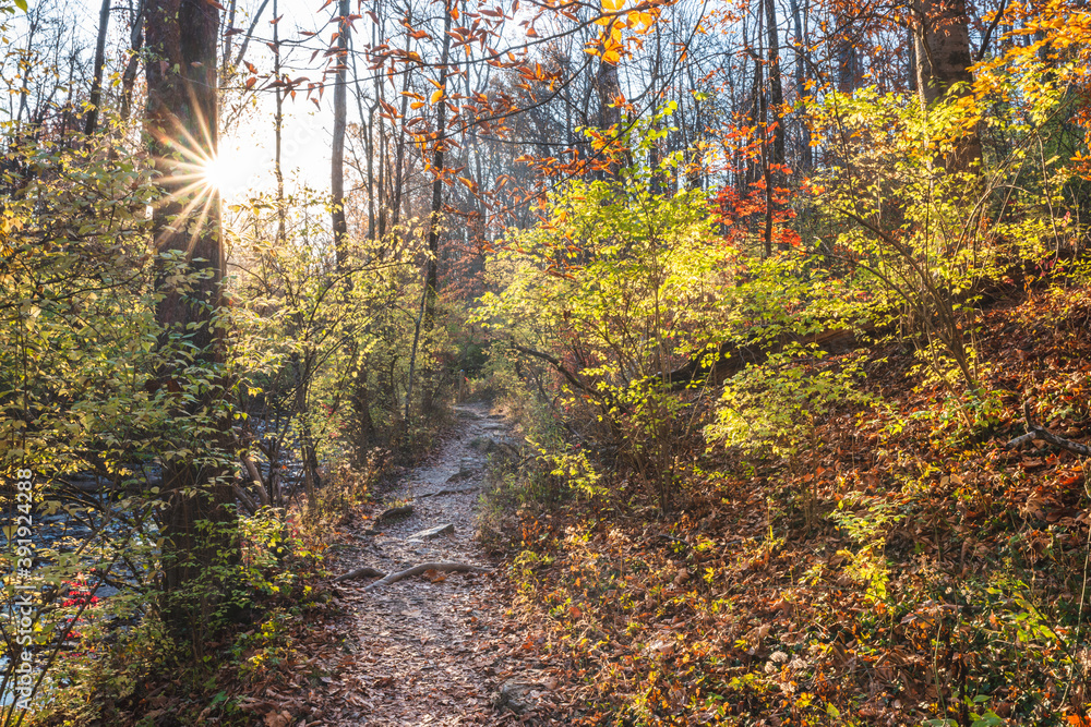 Trail in a bright sunny autumn forest Trail in a bright sunny autumn forest