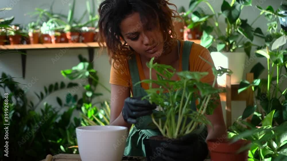 Beautiful woman gardener takes care of green plant in home room spbd. African American female replanting houseplant while sitting in light interior of house garden. One person engages in hobby and Beautiful woman gardener takes care of green plant in home room spbd. African American female replanting houseplant while sitting in light interior of house garden. One person engages in hobby and